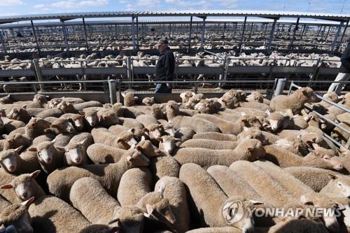 인니 구제역에 호주가 발칵…"1마리만 옮아도 73조원 시장 멈춰"