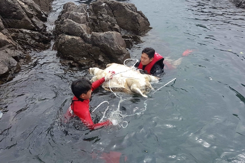 [고침] 지방(경주 앞바다서 멸종위기종 붉은바다거북 사체…)