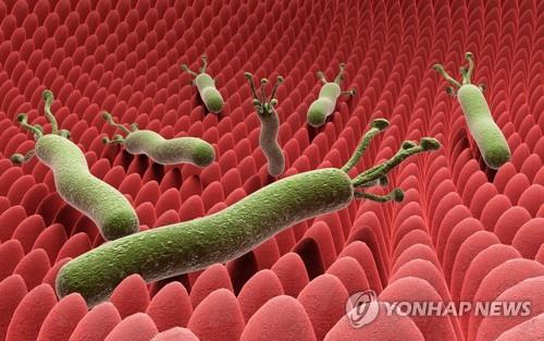 "헬리코박터 제균 치료, 여성 대사질환 예방효과"