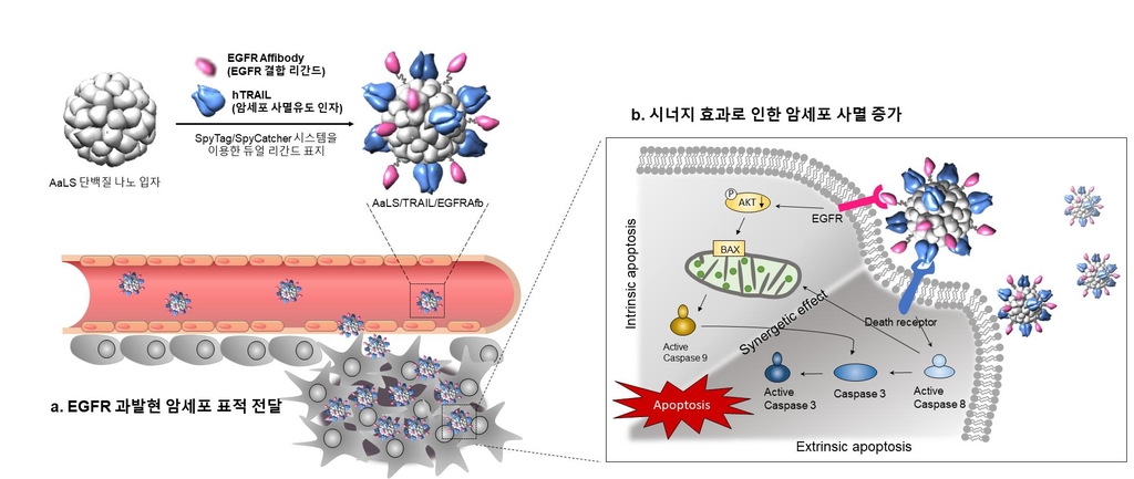 UNIST, '암세포 사멸 유도' 단백질 효과 높이는 물질 개발