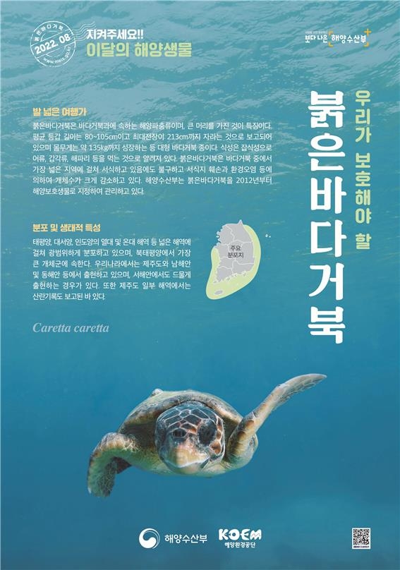 8월의 수산물에 참돔·오징어…해양생물은 붉은바다거북