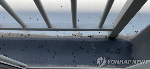 징그럽지만 익충이다?…떼출몰 '러브버그' 피하려면