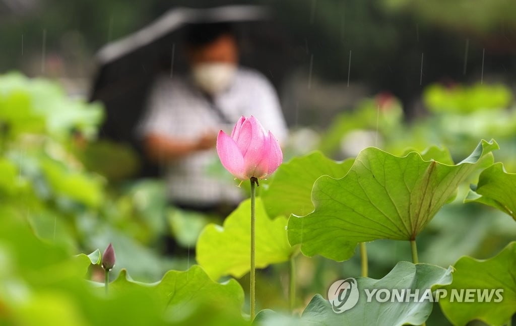 내일 전국 곳곳 소나기…낮 최고 25∼33도