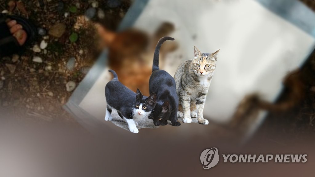 포항 고양이 학대·살해 30대, 연쇄 범행 드러나