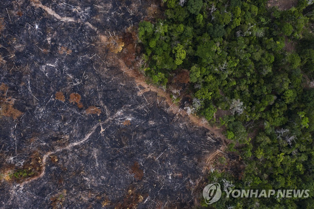 아마존 열대우림 파괴 '역대 최대'…상반기 서울 6.6배 사라져