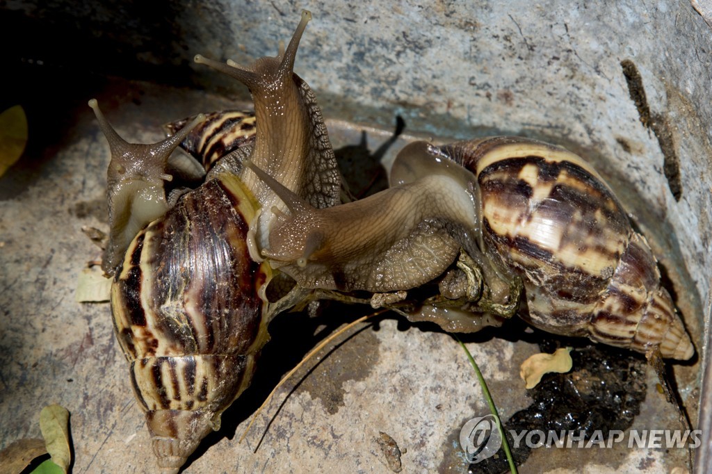 10년 걸려 퇴치했는데…20㎝ 대왕 달팽이 美 플로리다 또 습격