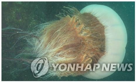 [클릭! 안전] (25) '바다의 말벌' 해파리…여름 휴가철 요주의