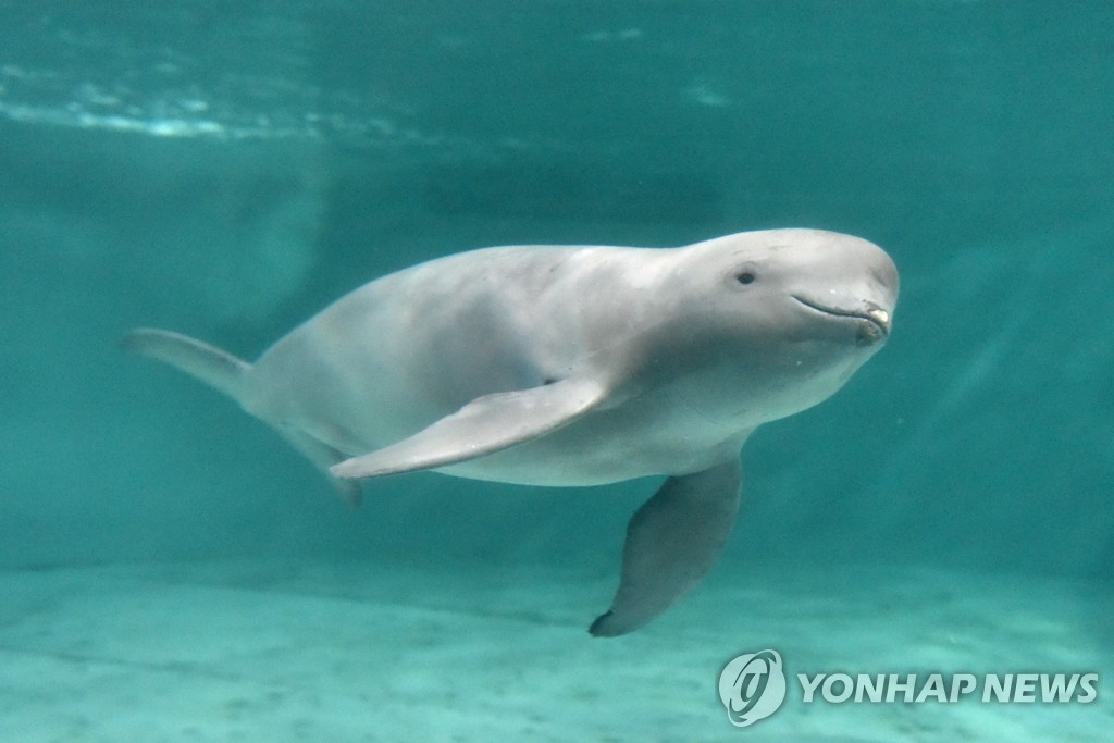 '우영우'도 좋아한 고래…우리 바다엔 어떤 종류가 사나