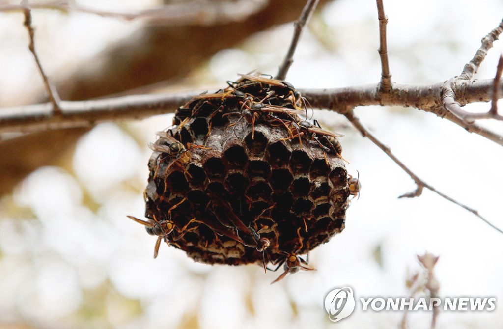 여름철 벌 쏘임 사고 주의…3년간 연평균 9명 사망