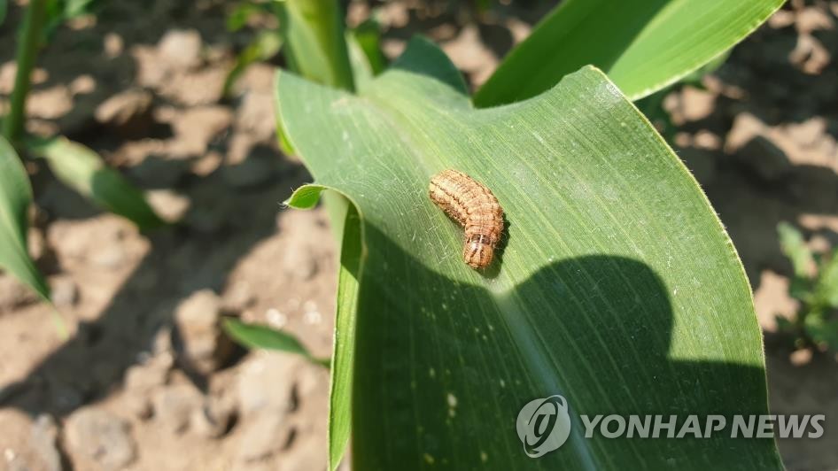 고창서 옥수수 갉아 먹는 열대거세미나방 발견