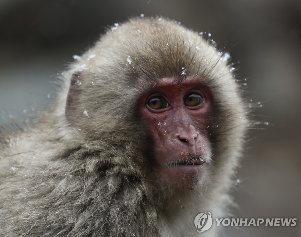 일본서 원숭이떼 주민 기습…"인간과 관계·서식지 변화 탓"