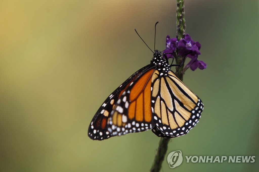 호랑이 멸종 고비 넘었나…"최다 5천578마리 야생 서식"