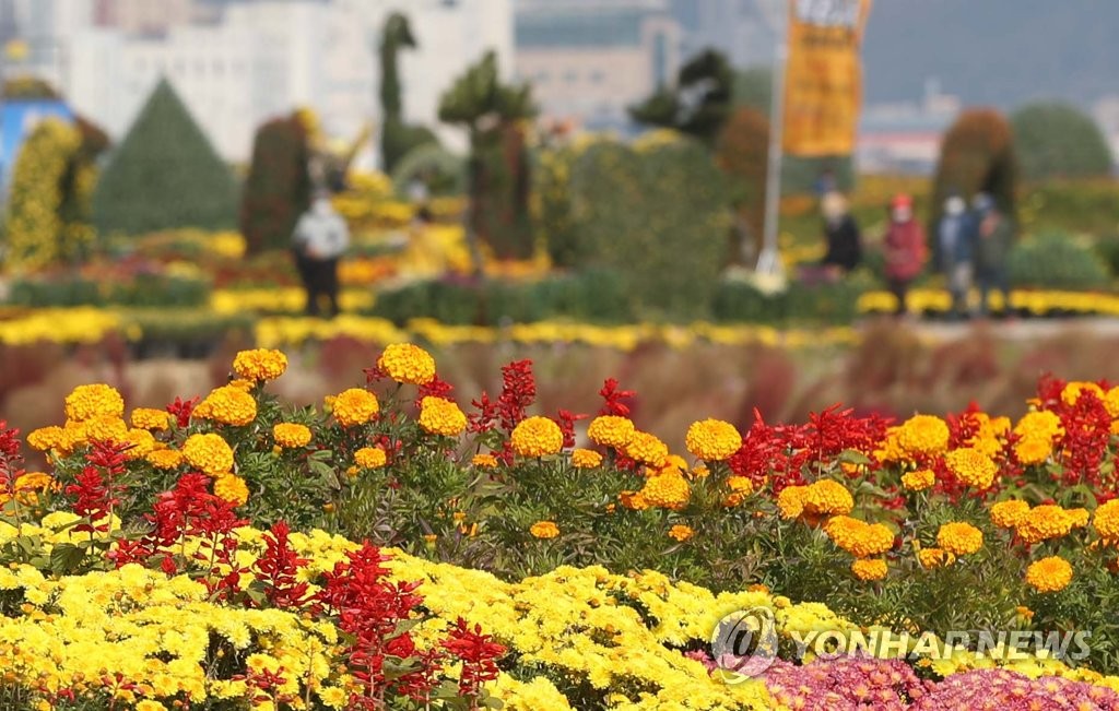 마산국화축제 발전 위한 아이디어·슬로건 공모…창원시민 대상