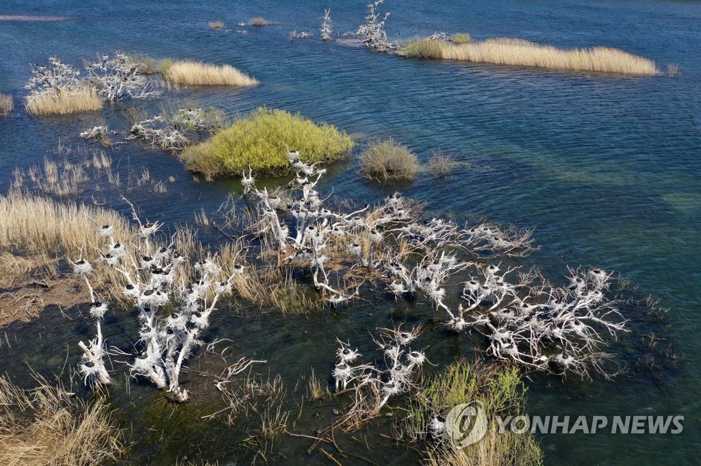 철새서 텃새된 '골칫거리' 민물가마우지…둥지 없애 개체수 조절