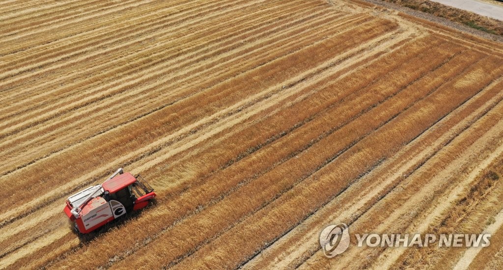 봄 가뭄 여파 올해 보리·양파 생산량 20%대 급감