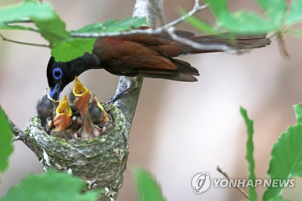 멸종위기 야생생물 긴꼬리딱새 포항서 발견…새끼 4마리 키워