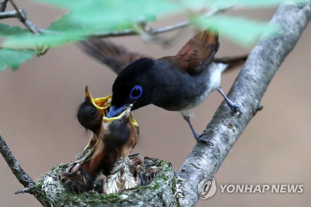 멸종위기 야생생물 긴꼬리딱새 포항서 발견…새끼 4마리 키워