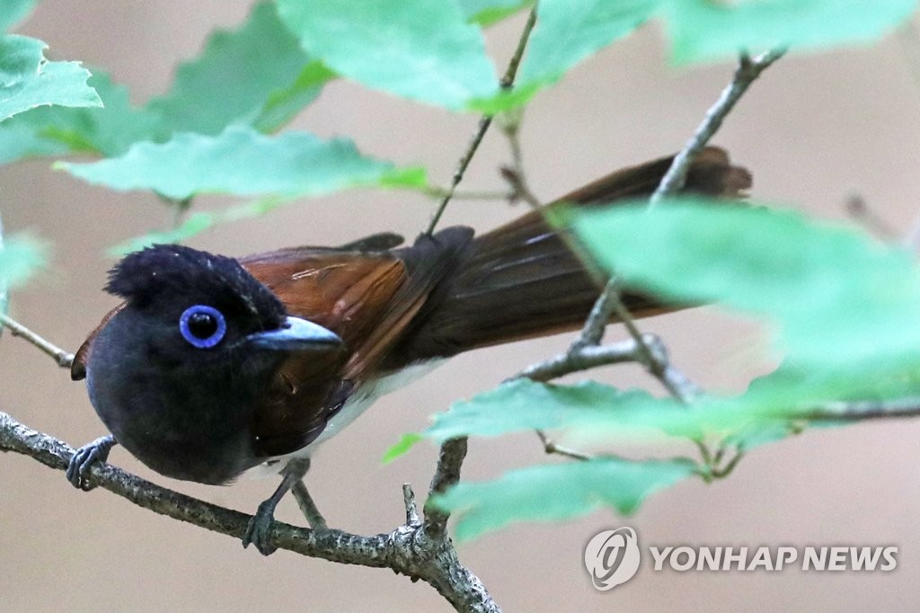 멸종위기 야생생물 긴꼬리딱새 포항서 발견…새끼 4마리 키워