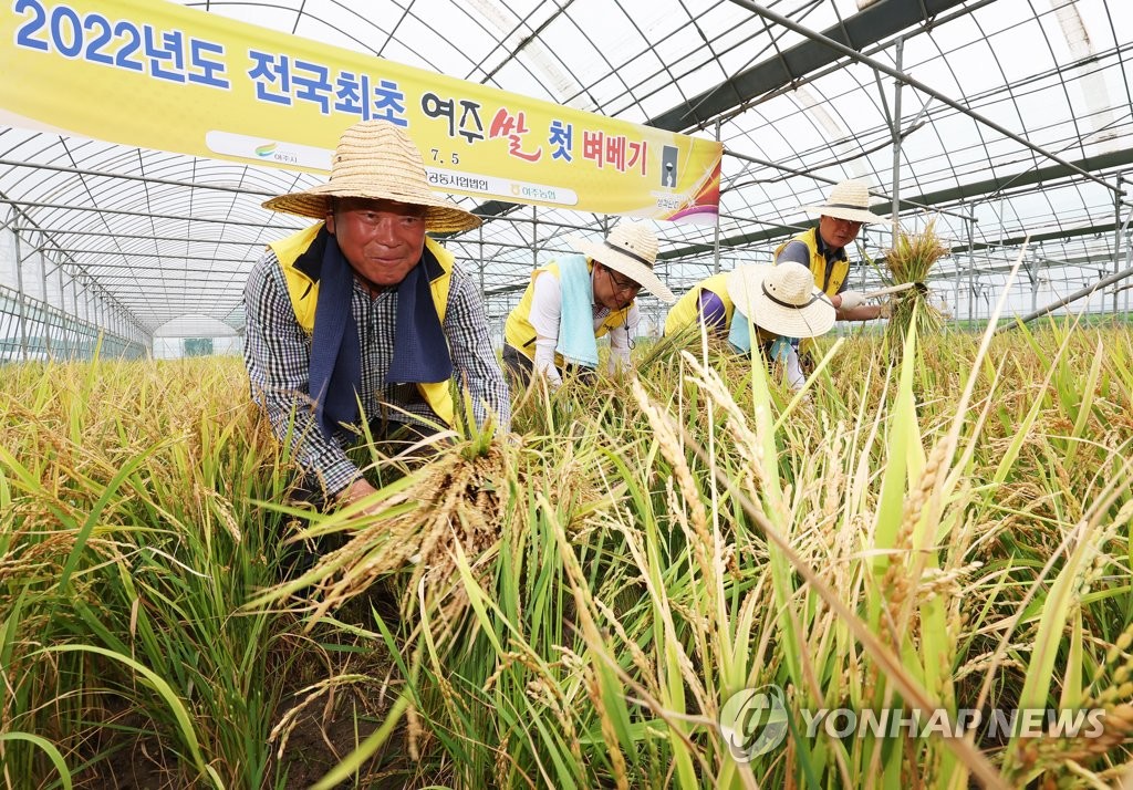 "아니 벌써"…여주서 전국 첫 벼 베기