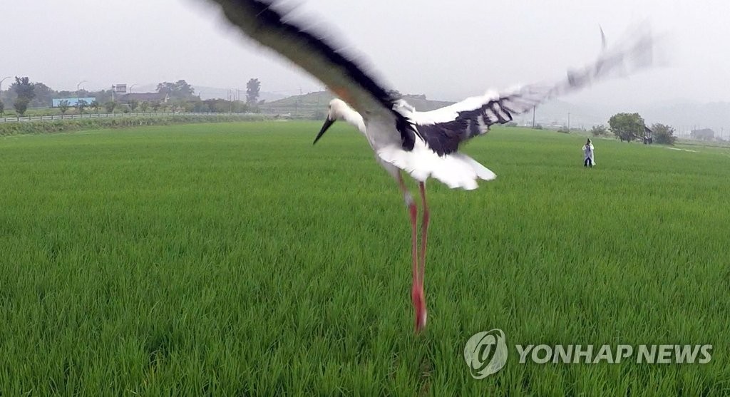 예산군 황새 7마리 방사…유전적 다양성 증진 목적