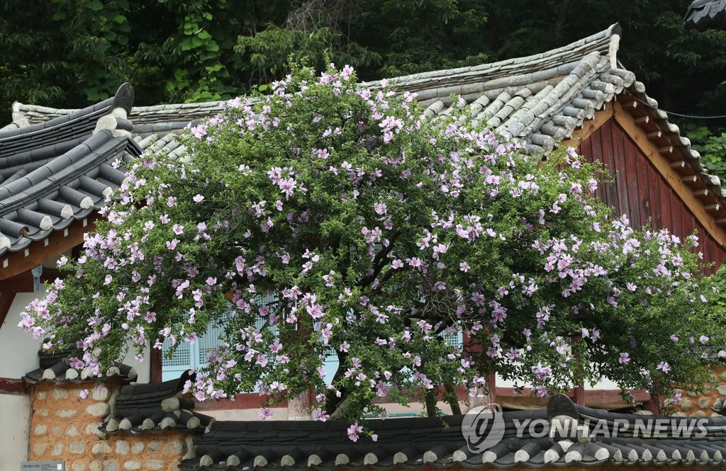 국내 최고령 강릉 방동리 무궁화 '활짝'…늠름한 기상 뽐내