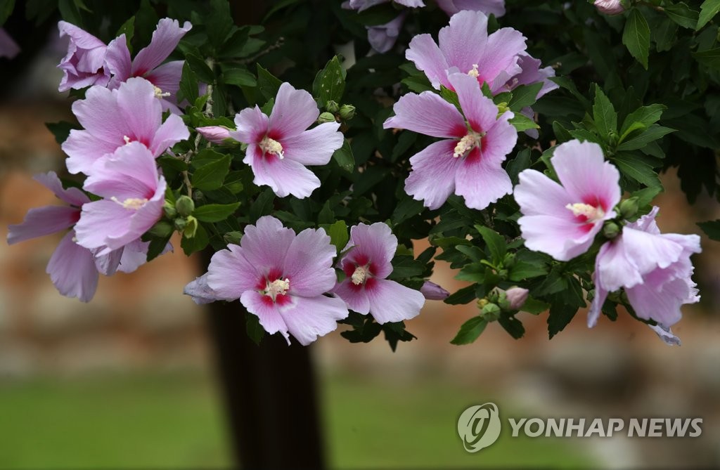 국내 최고령 강릉 방동리 무궁화 '활짝'…늠름한 기상 뽐내