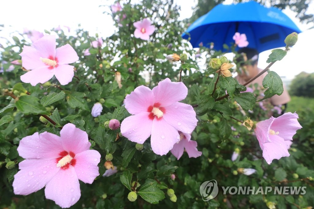 제주 밤부터 다시 장맛비…산지 최대 150㎜ 이상