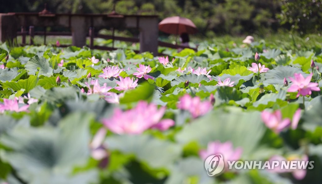 대구·경북 폭염 속 요란한 소나기…낮 최고 33도