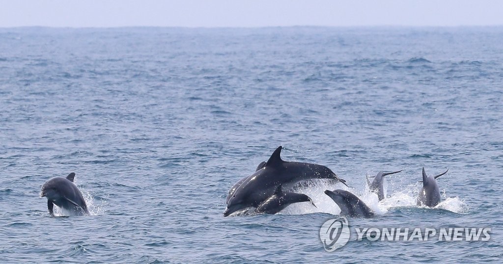 [줌in제주] 쓰레기 때문에 죽고 다치고…위기의 해양동물들