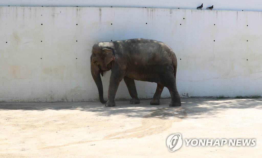 폭염에 동물들도 기진맥진…'대프리카' 힘든 여름나기