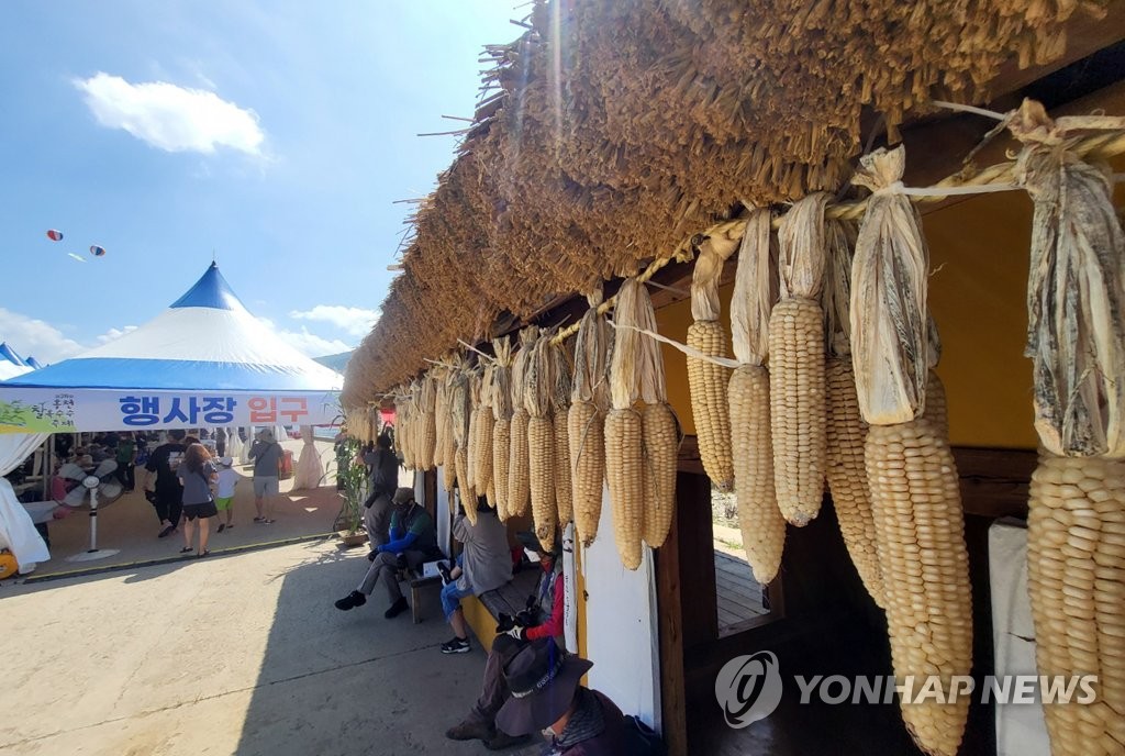 "찐 옥수수 맛보세요" 홍천 찰옥수수축제 개막