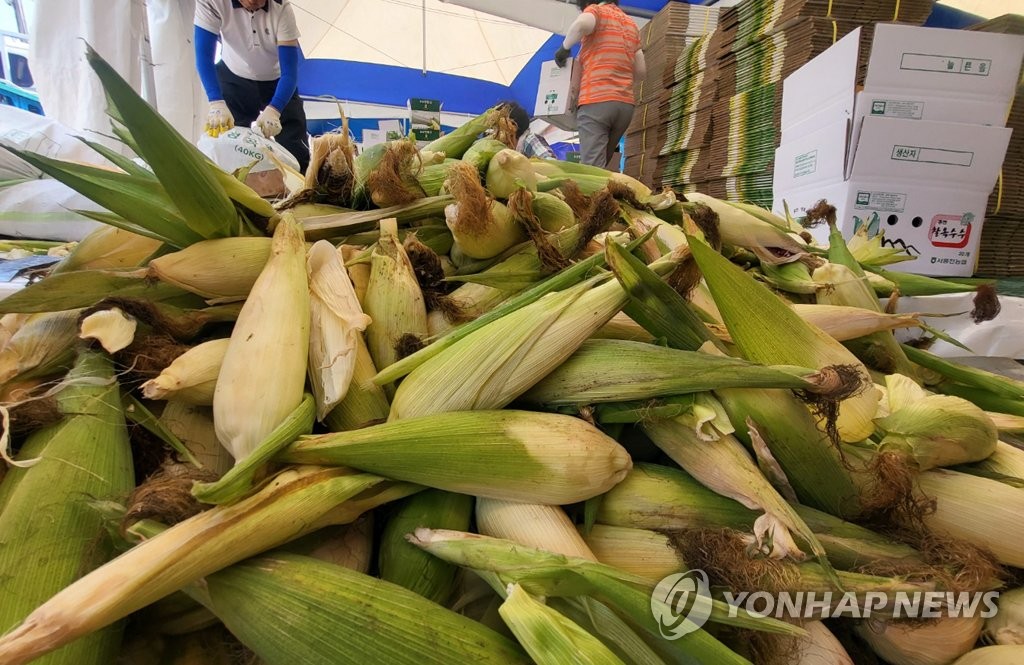 "찐 옥수수 맛보세요" 홍천 찰옥수수축제 개막