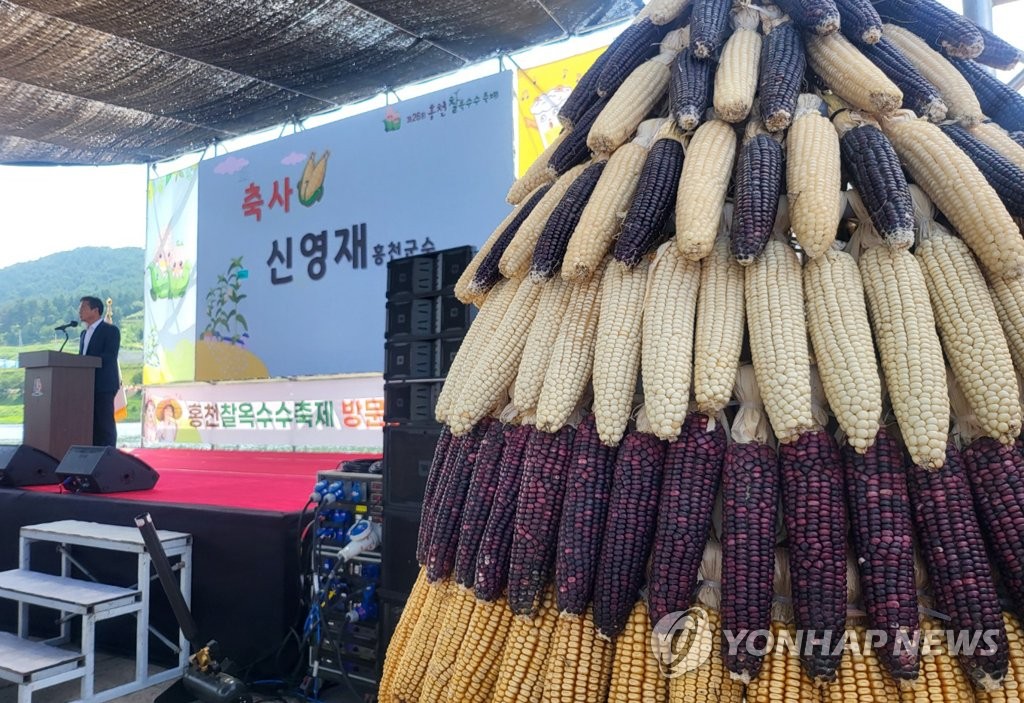 "찐 옥수수 맛보세요" 홍천 찰옥수수축제 개막