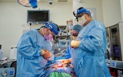 美 뉴욕대, 뇌사 판정 2명에 돼지 심장 이식…3일간 정상 기능