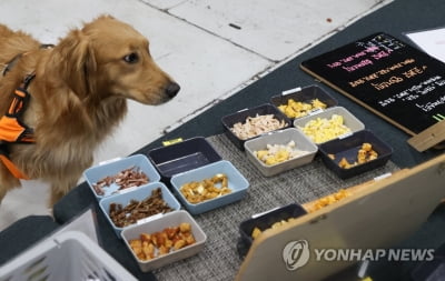 부산시, 반려동물 수제 간식 소상공인 마케팅 지원