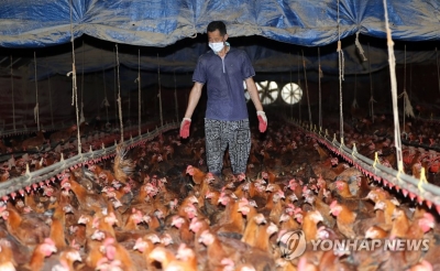 전북 올 여름 폭염에 닭·오리 등 가축 3만여마리 폐사