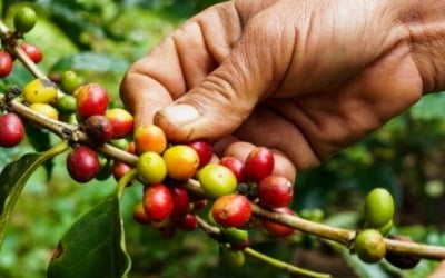 극심한 가뭄에 수확량 급감…커피 하루새 5% 급등 [원자재 포커스]