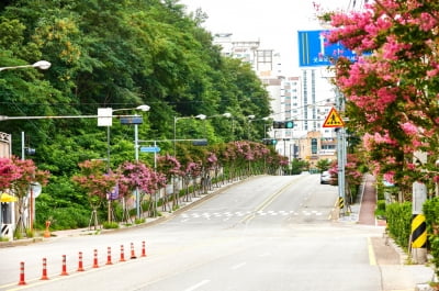 수원특례시, 가로수 '배롱나무 명품 특화거리' 조성