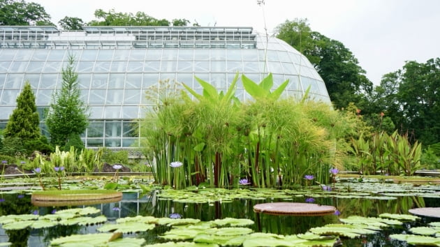 경기 포천 국립수목원, 오는 10월 7일까지 '우리의 밤은 낮보다 화려하다' 열대수련 전시회 개최