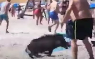 스페인 휴가철 해변에 야생 멧돼지 출몰, 피서객들 '혼비백산' 
