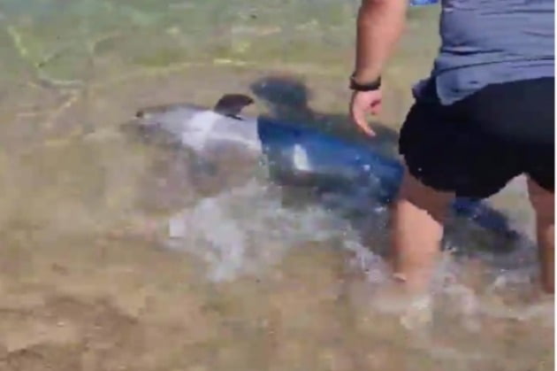 청간해변에 나타난 새끼 돌고래 / 사진 = 속초해양경찰서 제공