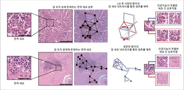권성훈 교수 연구팀은 암 조직 내의 면역 세포와 암 세포 간의 상호작용을 분석해 그래프를 구성했다. 