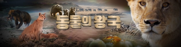 '동물의 왕국' 유튜브, 구독자 10만 달성…실버버튼 획득