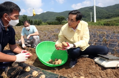 통계청, 10월까지 고랭지감자 생산량 조사… 한 훈 통계청장 현장조사 참여