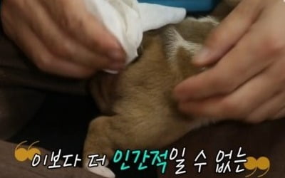 반려견 엉덩이 닦을 때 낑낑거리는 이유? 일반 물티슈 썼다가는