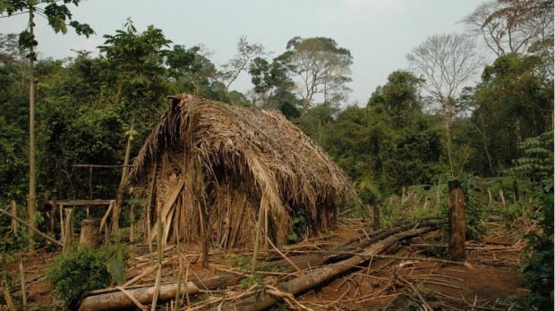 부족의 마지막 생존자였던 원주민 남성이 만든 오두막집. 사진=브라질국립원주민재단