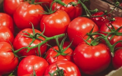 장마로 토마토 가격 상승…다음달 평년 수준 되찾을 듯