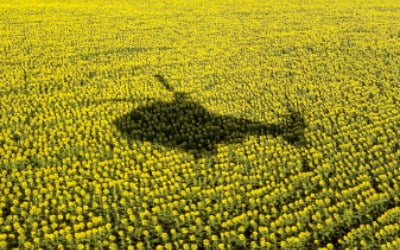 [이 아침의 사진] 우크라이나 해바라기밭 헬리콥터의 그림자가…
