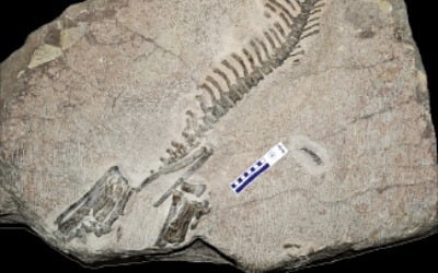 '화성 뿔공룡 화석' 천연기념물 된다