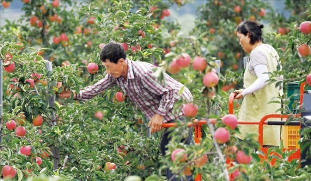 [포토] “추석 차례상에 올릴 사과 땁니다”   